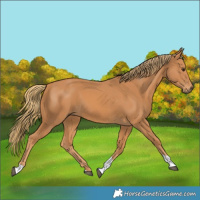 Horse Color:Chestnut Tobiano