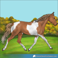 Horse Color:Chestnut Tobiano 