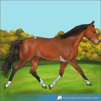 Horse Color:Bay Tobiano 