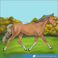 Horse Color:Chestnut Tobiano