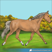 Horse Color:Chestnut Tobiano 