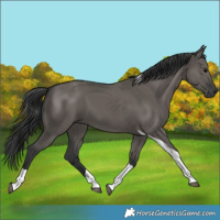 Horse Color:Grullo Tobiano 