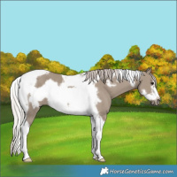 Horse Color:Silver Grullo Tobiano Frame 