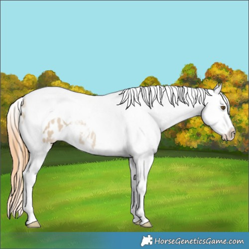 Horse Color:Grullo Pearl Splash Tobiano Appaloosa 