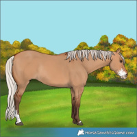 Horse Color:Silver Bay Dun Sabino Rabicano 