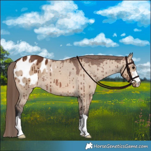 Horse Color:Brown Dun Appaloosa Brindle 