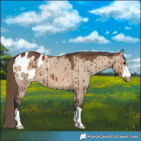 Horse Color:Brown Dun Blanket Brindle 