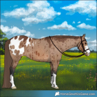 Horse Color:Brown Dun Appaloosa Brindle 