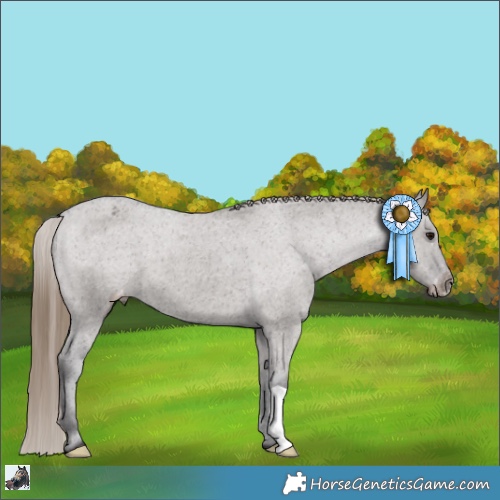Horse Color:Smoky Grullo Appaloosa 