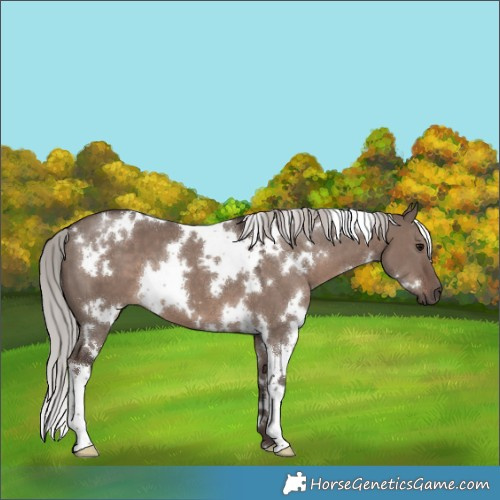 Horse Color:White Spotted Silver Grullo Mushroom 