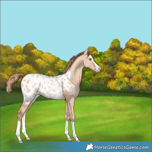 Horse Color:Gold Champagne Dun Splash Appaloosa 