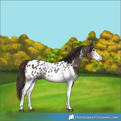 Horse Color:White Spotted Liver Chestnut Sabino Appaloosa 