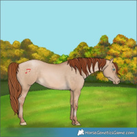 Horse Color:Buckskin Pearl Dun 