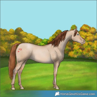Horse Color:Buckskin Pearl Dun 