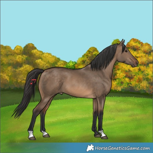 Horse Color:Bay Dun 