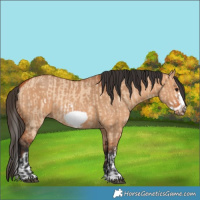Horse Color:Bay Dun Splash Frame  and Bay Dun Splash Frame 