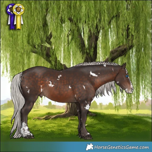 Horse Color:White Spotted Silver Brown Sabino Splash 