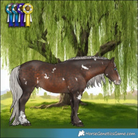 Horse Color:White Spotted Silver Brown Sabino Splash