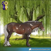Horse Color:White Spotted Silver Brown Sabino Splash