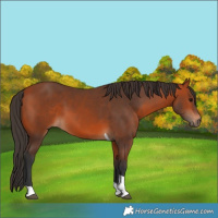 Horse Color:Bay Tobiano 