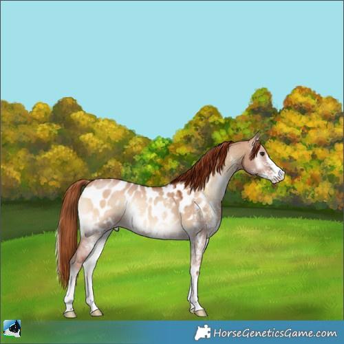 Horse Color:Red Dun Onyx Sabino Appaloosa Rabicano 