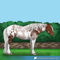 Horse Color:White Spotted Silver Bay Tobiano Appaloosa 