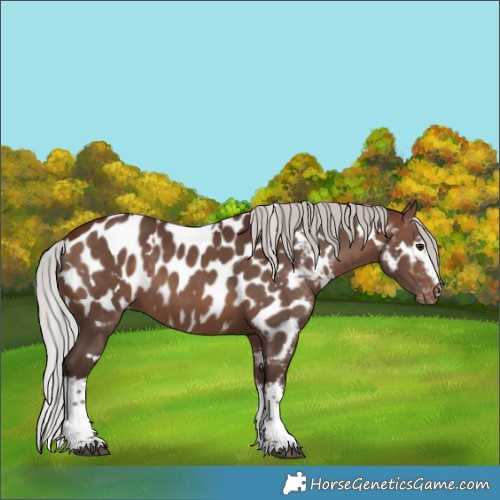 Horse Color:White Spotted Silver Brown Appaloosa 
