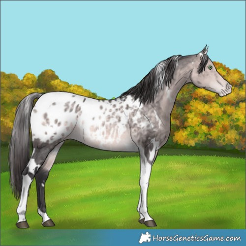 Horse Color:Platinum White Spotted Buckskin Tobiano Appaloosa 