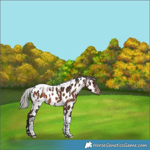 Horse Color:White Spotted Silver Brown Tobiano Appaloosa Rabicano 