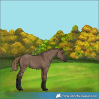 Horse Color:Liver Red Dun Rabicano 
