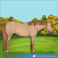 Horse Color:Red Dun Rabicano 