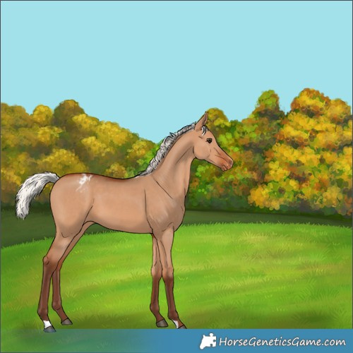 Horse Color:Silver Bay Dun Appaloosa 