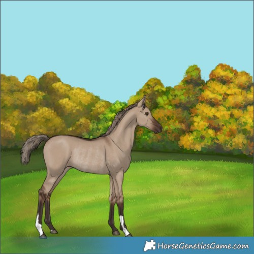 Horse Color:Liver Red Dun Rabicano 