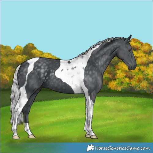 Horse Color:Silver Black Chinchilla Tobiano 