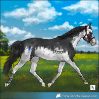 Horse Color:White Spotted Black