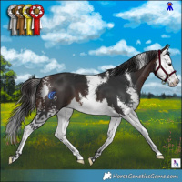 Horse Color:Brown Sabino Splash 