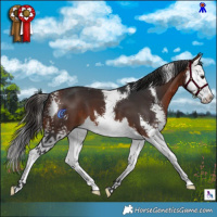 Horse Color:Brown Sabino Splash