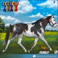 Horse Color:Brown Sabino Splash 