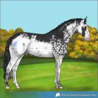 Horse Color:White Spotted Black 