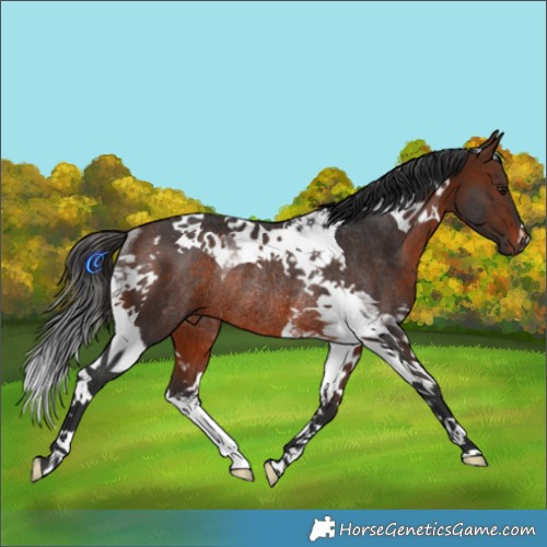 Horse Color:Brown Tobiano Rabicano 