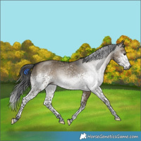 Horse Color:Gray White Spotted Brown Dun Tobiano Rabicano 