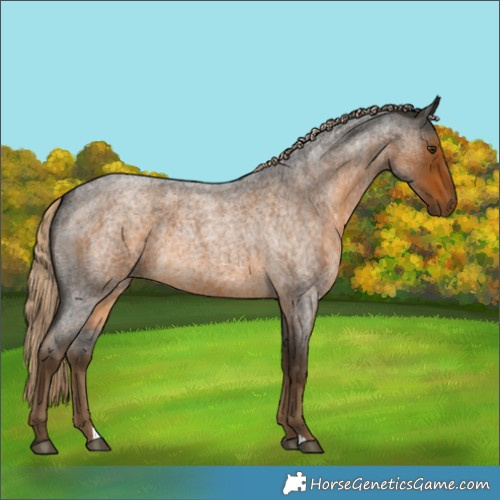 Horse Color:Chocolate Palomino Roan 