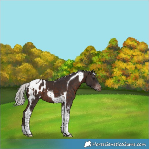 Horse Color:Silver Brown Tobiano Appaloosa 