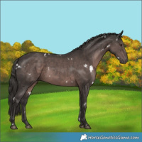 Horse Color:Platinum White Spotted Liver Chestnut 