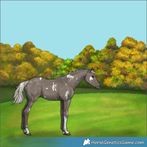 Horse Color:White Spotted Silver Grullo Tobiano 