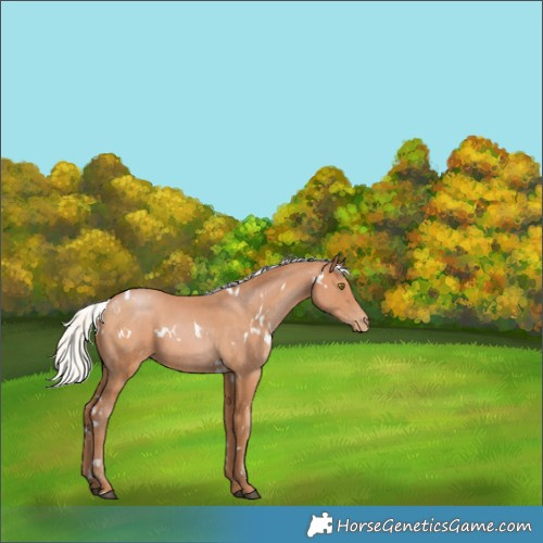 Horse Color:White Spotted Silver Brown Pearl 