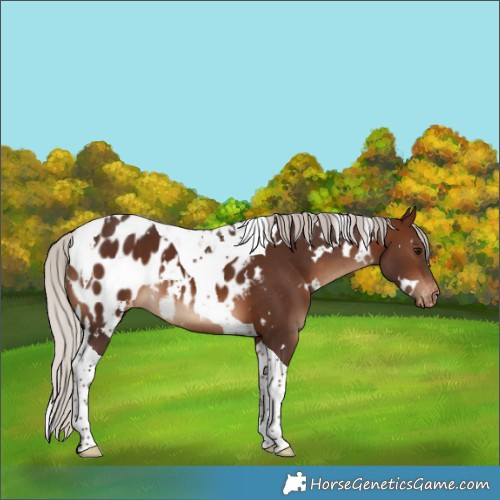 Horse Color:White Spotted Silver Brown Tobiano Appaloosa 