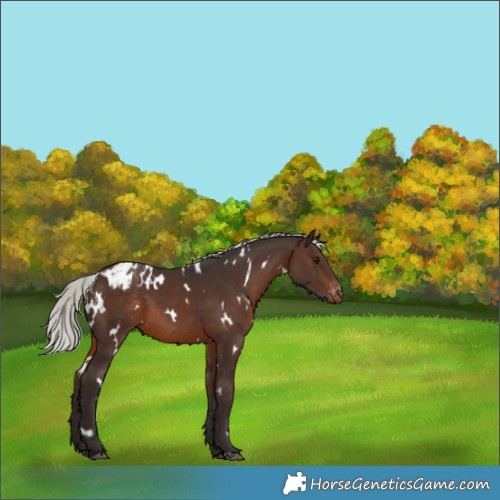Horse Color:White Spotted Silver Brown Appaloosa 