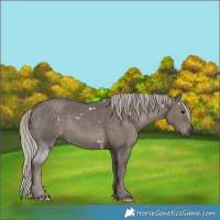 Horse Color:White Spotted Silver Black Rabicano 