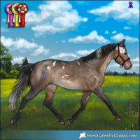 Horse Color:White Spotted Brown Dun Rabicano 
